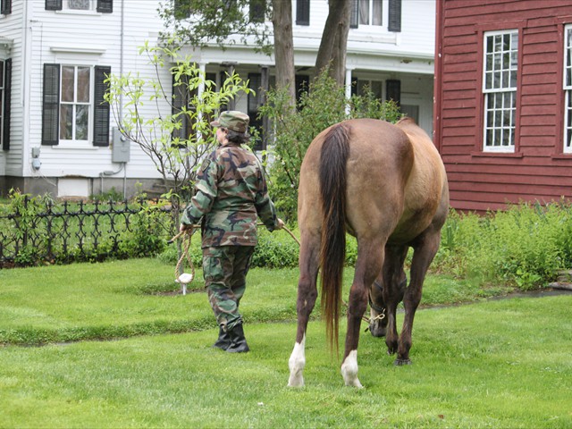 NSH Horse Guard 001
