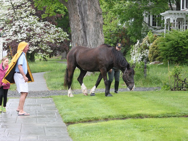 NSH Horse Guard 002