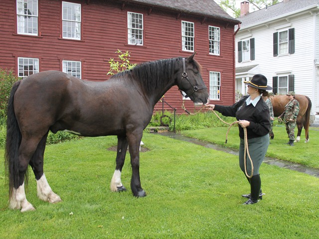 NSH Horse Guard 004