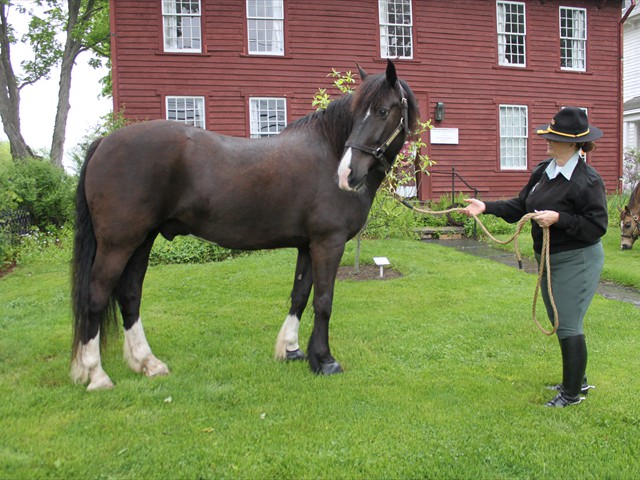 NSH Horse Guard 006