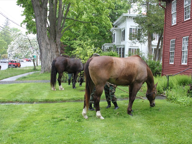 NSH Horse Guard 013