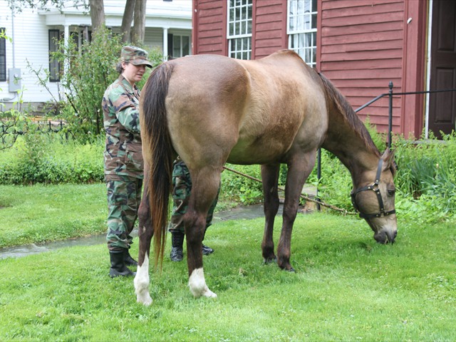 NSH Horse Guard 014