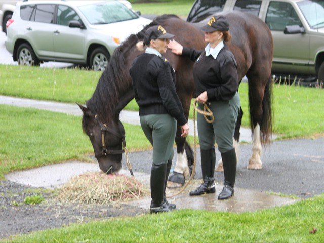 NSH Horse Guard 059