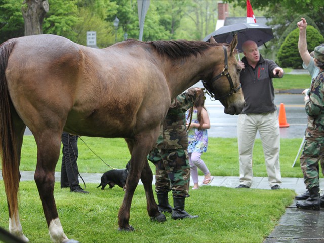 NSH Horse Guard 062