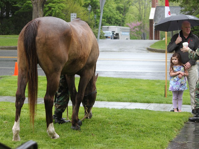 NSH Horse Guard 073