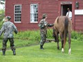 NSH Horse Guard 003