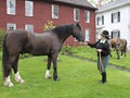 NSH Horse Guard 004