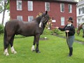 NSH Horse Guard 005