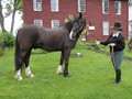 NSH Horse Guard 006