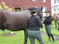 NSH Horse Guard 010