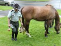 NSH Horse Guard 017