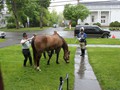 NSH Horse Guard 019