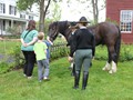 NSH Horse Guard 023