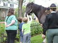 NSH Horse Guard 025