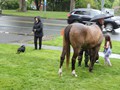 NSH Horse Guard 056