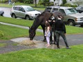 NSH Horse Guard 058