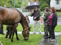 NSH Horse Guard 060