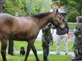 NSH Horse Guard 064