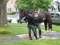 NSH Horse Guard 065