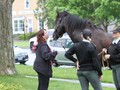 NSH Horse Guard 066