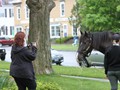 NSH Horse Guard 068
